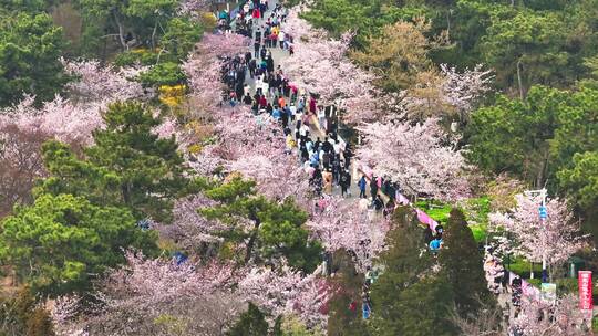 青岛中山公园樱花航拍