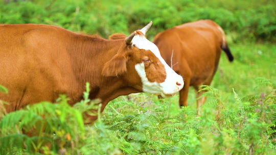 高原草甸牛群母牛奶牛吃草视频素材模板下载