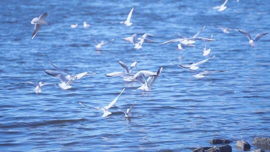 海鸥 飞鸟 海边 海面