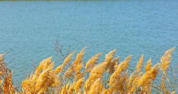 黄河口湿地的芦苇