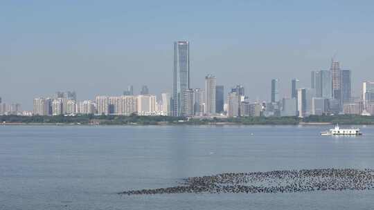 深圳湾候鸟鸬鹚群