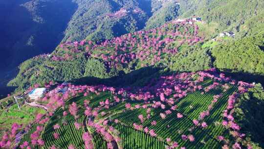 云南大理无量山樱花谷冬樱花和茶园茶树航拍