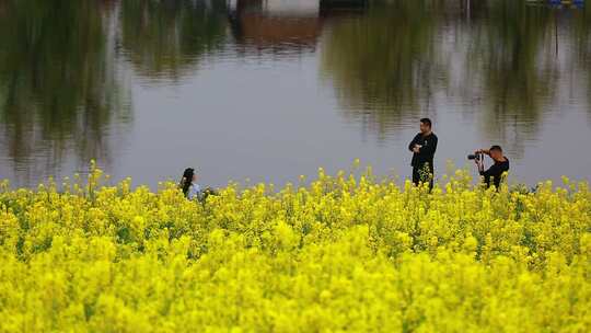 汉中皇塘油菜花