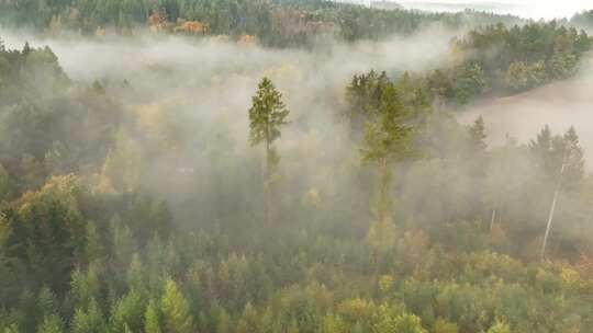 秋天雾气森林云雾缭绕