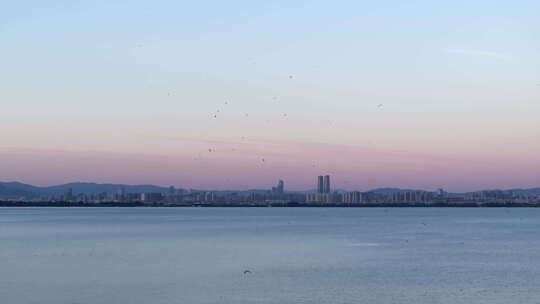 夕阳余晖昆明滇池漫天飞翔的海鸥