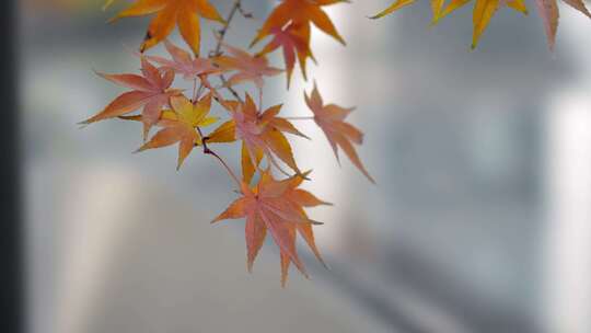 红枫 枫叶 落叶