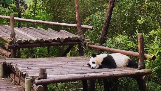 户外木头上熟睡的熊猫幼崽