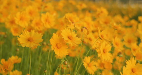 夏日阳光穿透花草手拂花朵