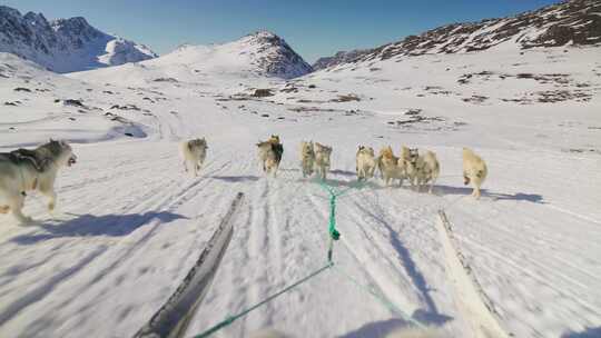 格陵兰狗拉雪橇视频素材模板下载