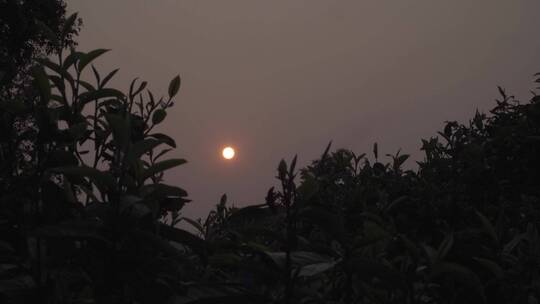 大山茶山茶园日出太阳升起茶园茶山老班章