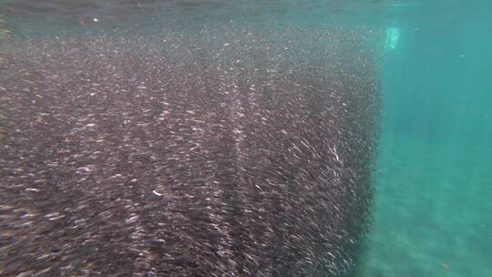 在海底一大群鱼一涌而上