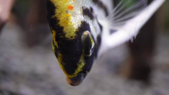 微距热带鱼鱼吃食鱼眼睛鱼鳃鱼鳞视频素材模板下载