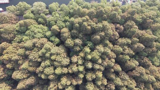 秋天红木杉植物航拍视频素材模板下载