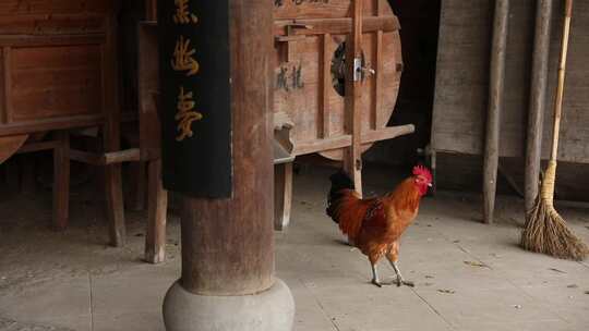 浙江杭州龙门古镇寺庙的公鸡4K实拍视频