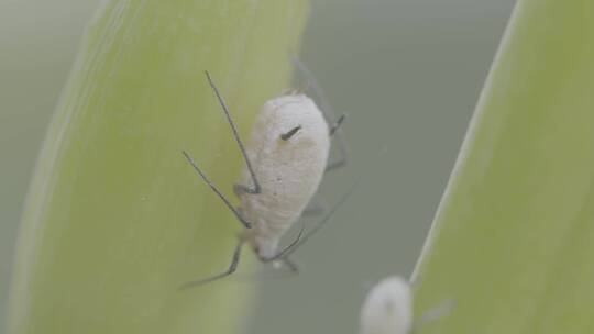 一只体型硕大的蚜虫LOG视频素材模板下载