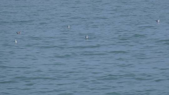 海上漂浮在海面休息的海鸥60帧