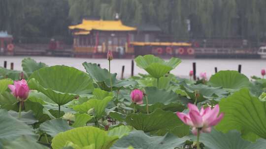 济南夏季大明湖，雨中荷花盛开娇艳醉人