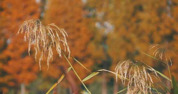 秋天风中的芦苇