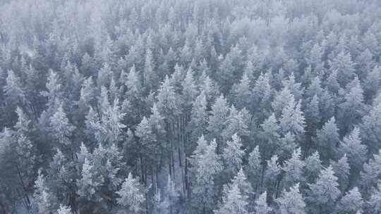 冬天下过雪的森林静谧治愈