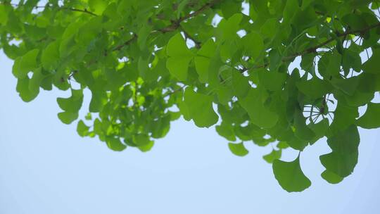 220516梅湖银杏树林A01681966