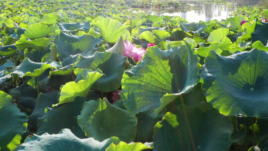 4k池塘荷花航拍