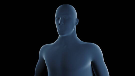 3D真实人体皮肤下神经血管大脑颈椎动画
