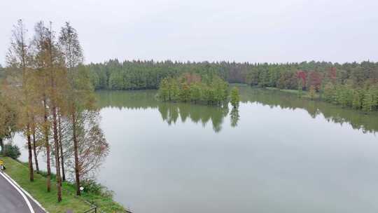 青西郊野公园 上海秋天 水杉