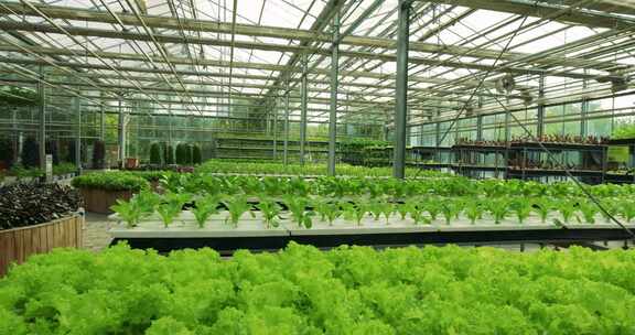 温室大棚蔬菜种植场景