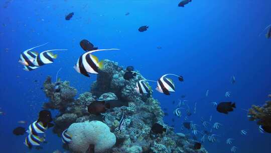 水下热带海景礁
