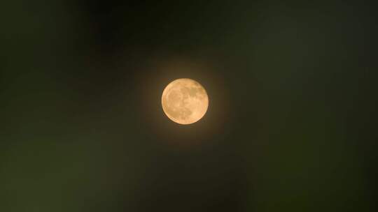 中秋月亮透过树叶月亮十五月亮赏月满月圆月视频素材模板下载