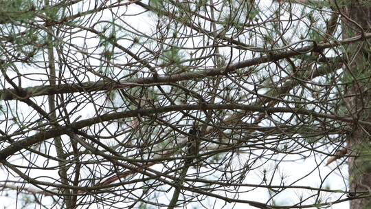 树上觅食捉虫的啄木鸟