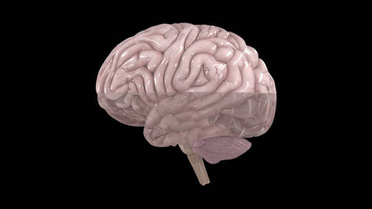 大脑解剖视频素材模板下载