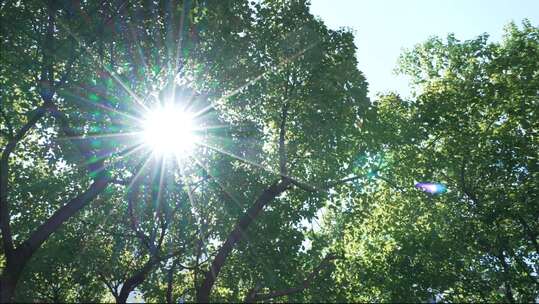 仰拍正午太阳阳光光芒