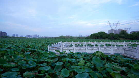 武汉江夏区谭鑫培公园