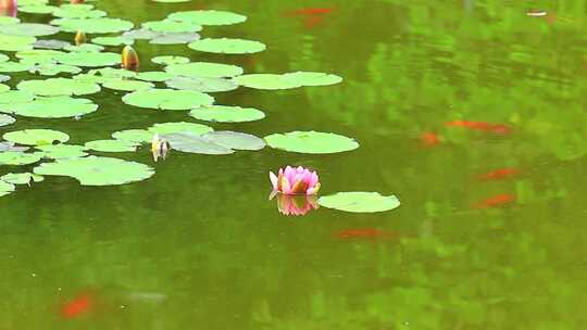 池塘，睡莲，红色小鱼，锦鲤