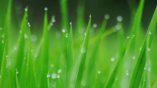 雨天露珠水滴雨后雨季清新唯美环保