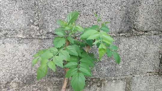 成长中的凌霄花
