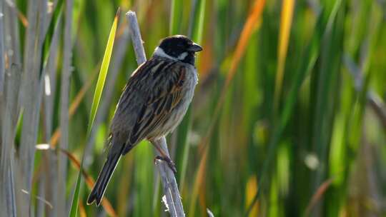 鸟，芦苇旗，鸣禽，Emberiza Sc