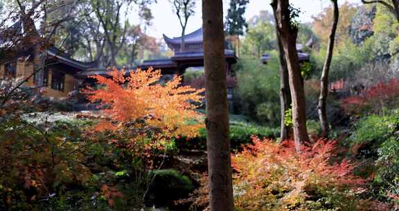 杭州永福寺红枫秋景