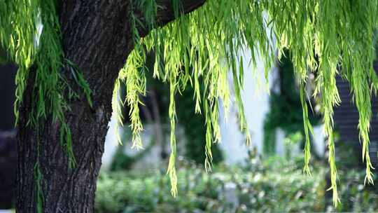 江苏无锡荡口古镇江南水乡空镜