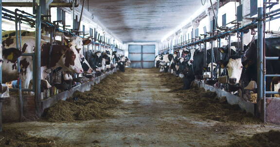 现代农场谷仓里的奶牛