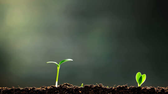 破土而出的小苗生长
