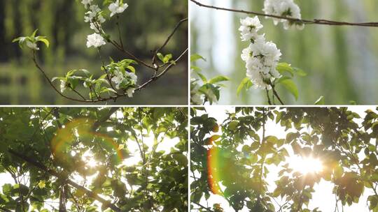 春天的气息阳光穿过树叶视频素材模板下载