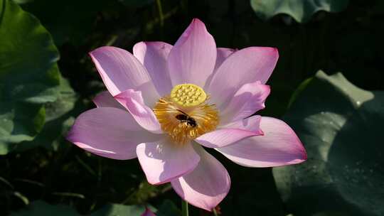 夏日盛开的荷花引来蜜蜂