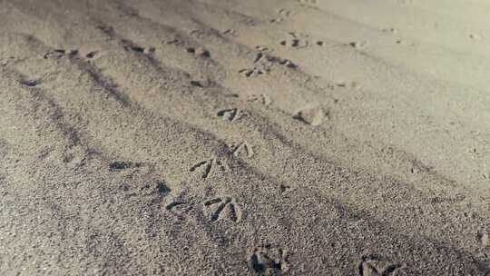 苍鹭在沙子上留下的脚印