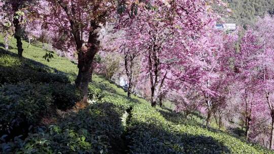 茶园樱花航拍近景横移