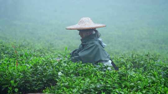 毛尖春茶白茶绿茶茶叶手工茶采摘