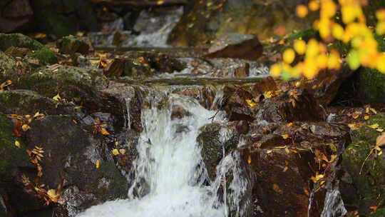 【合集】秋天的森林山泉溪水 水资源