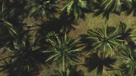 椰子树棕榈树种植园上空