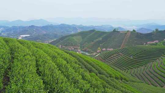 杭州富阳拔山春天樱花茶园风景